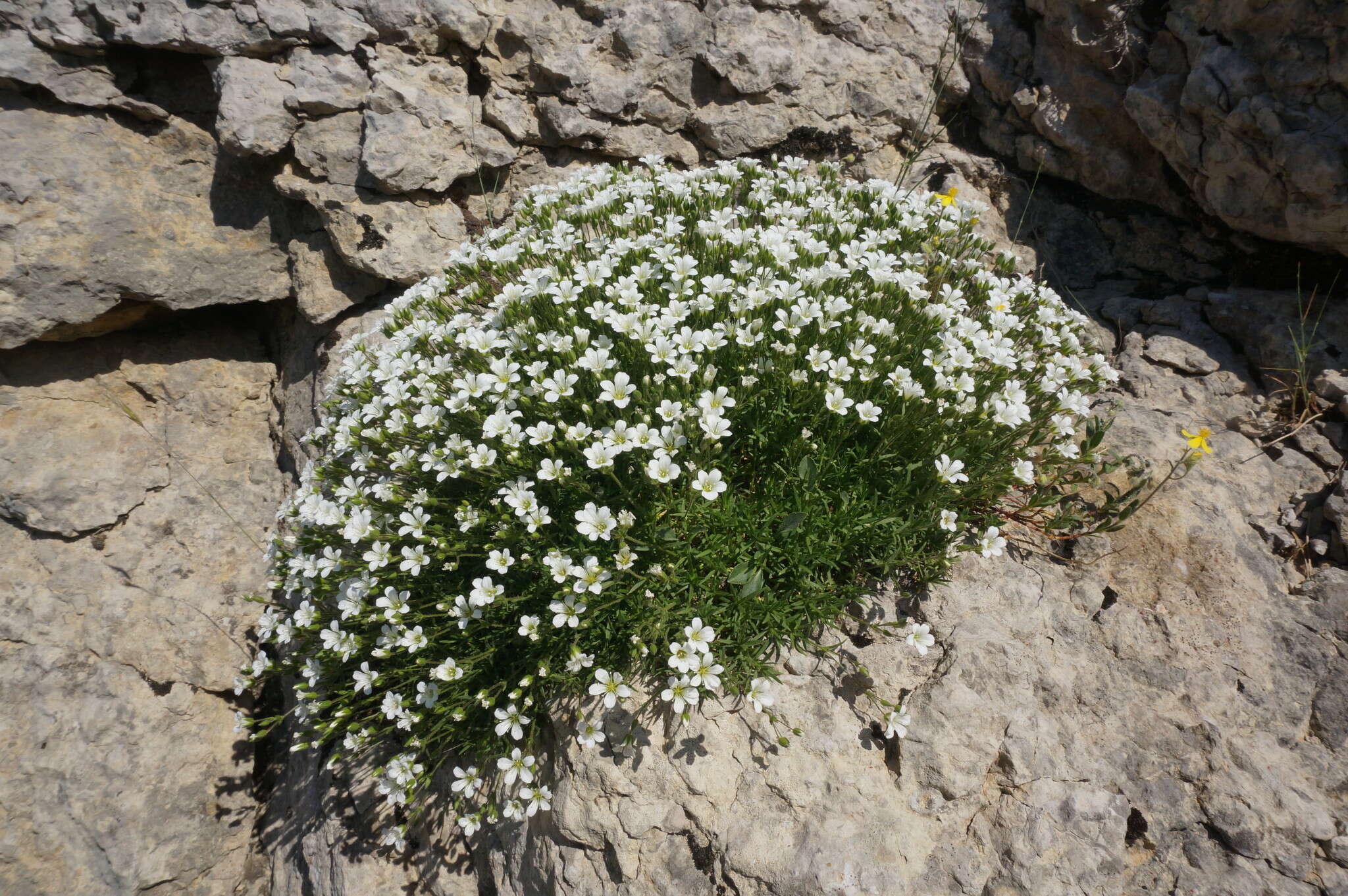 Image of Sabulina taurica (Steven) Dillenb. & Kadereit