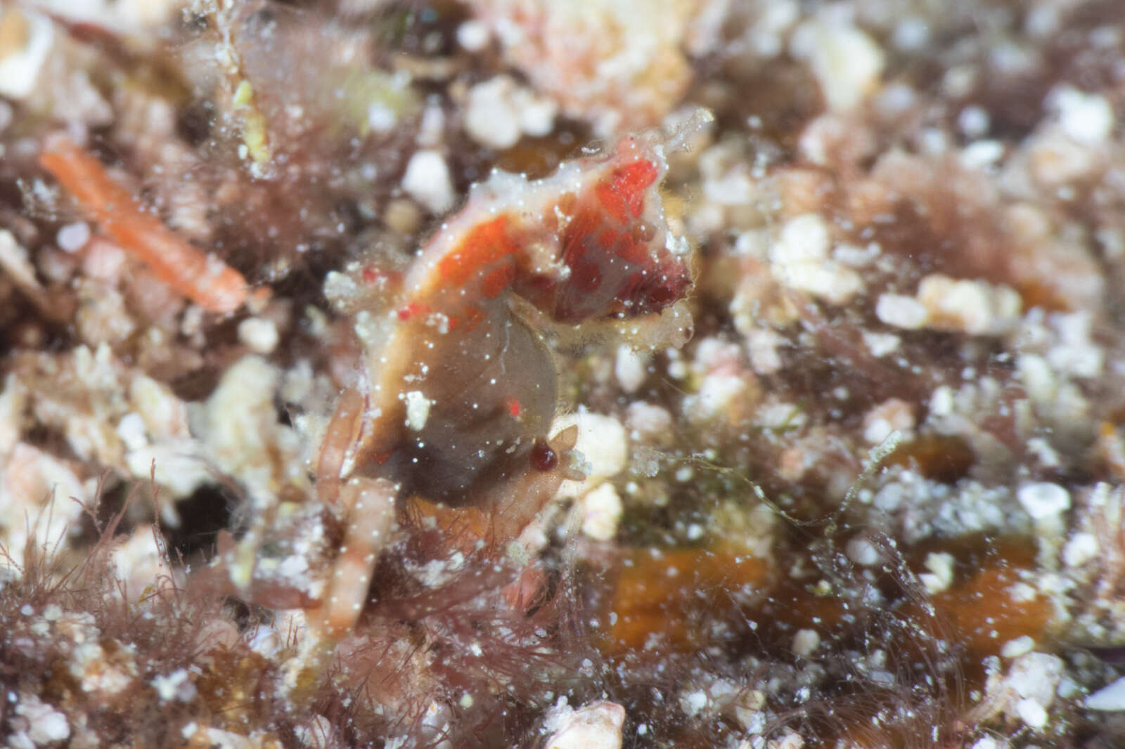 Image of Pontoh`s Pygmy Seahorse