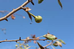 Plancia ëd Pyrus syriaca Boiss.