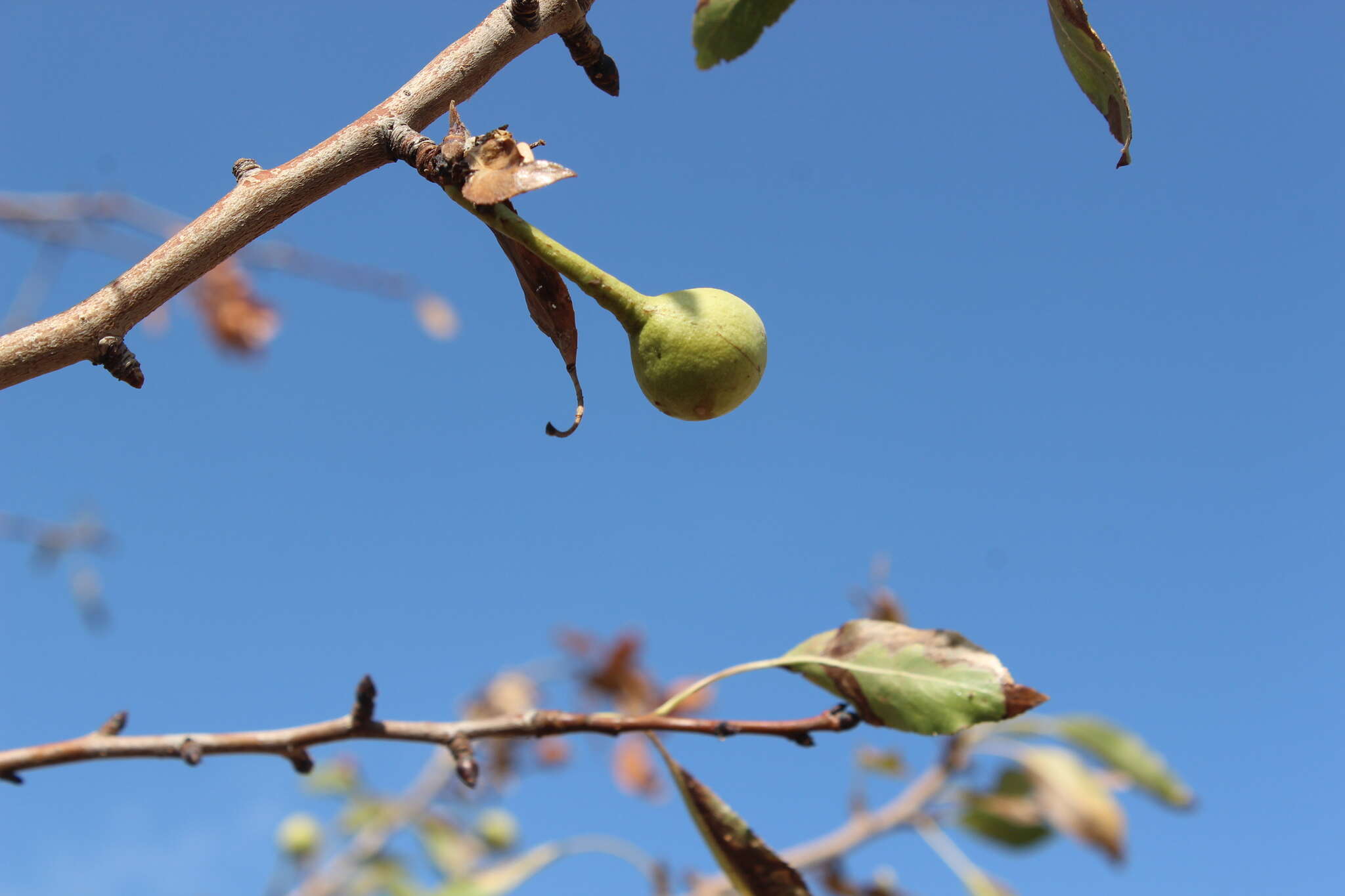 Image of Pyrus syriaca Boiss.