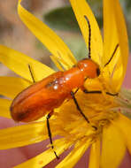 Image of Nemognatha (Pauronemognatha) nigripennis Le Conte 1853