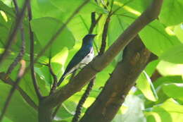 Image of Zappey's Flycatcher