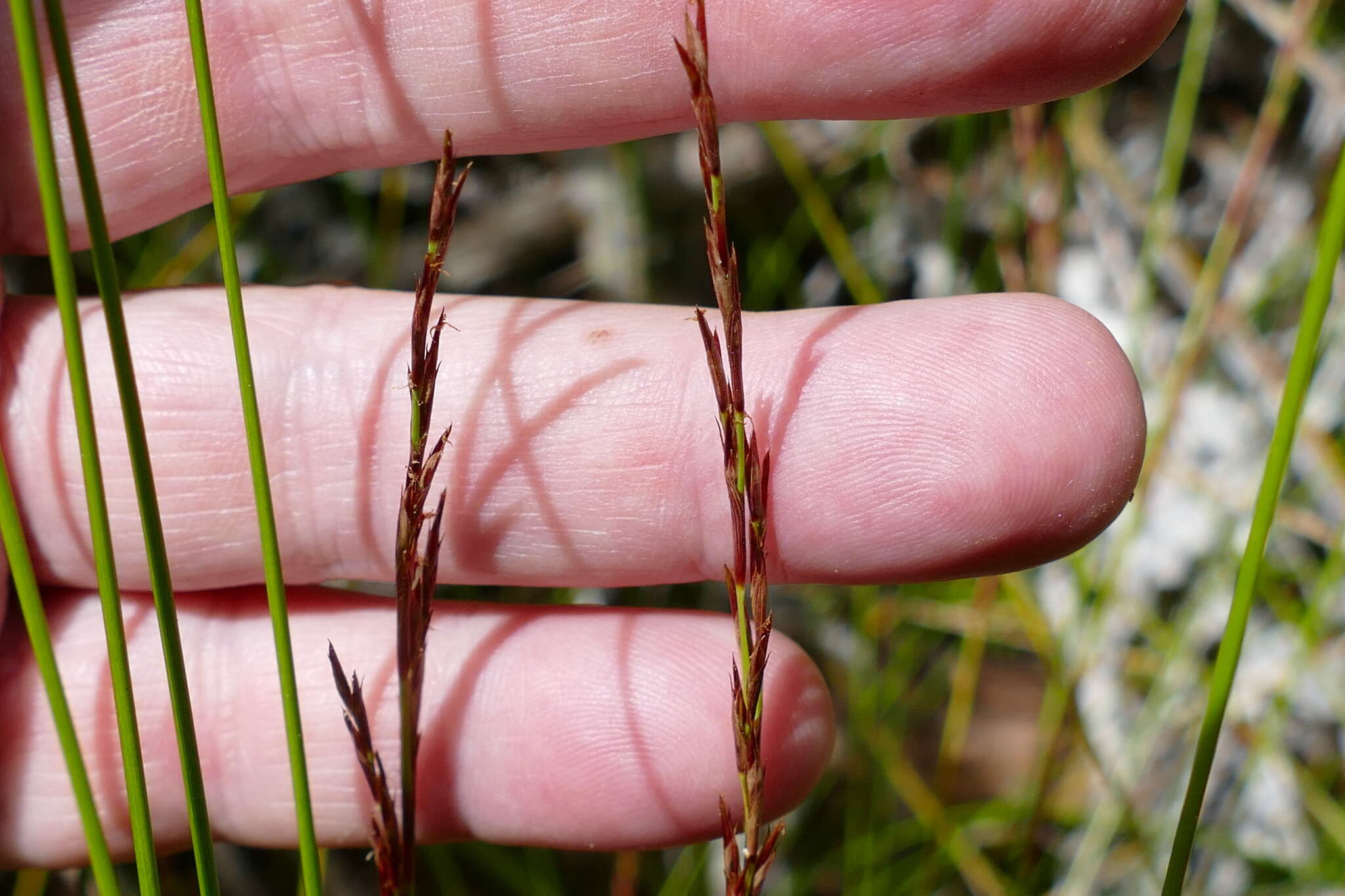 Sivun Machaerina tenax (Hook. fil.) T. Koyama kuva