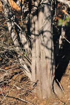 Image of Vail Lake ceanothus