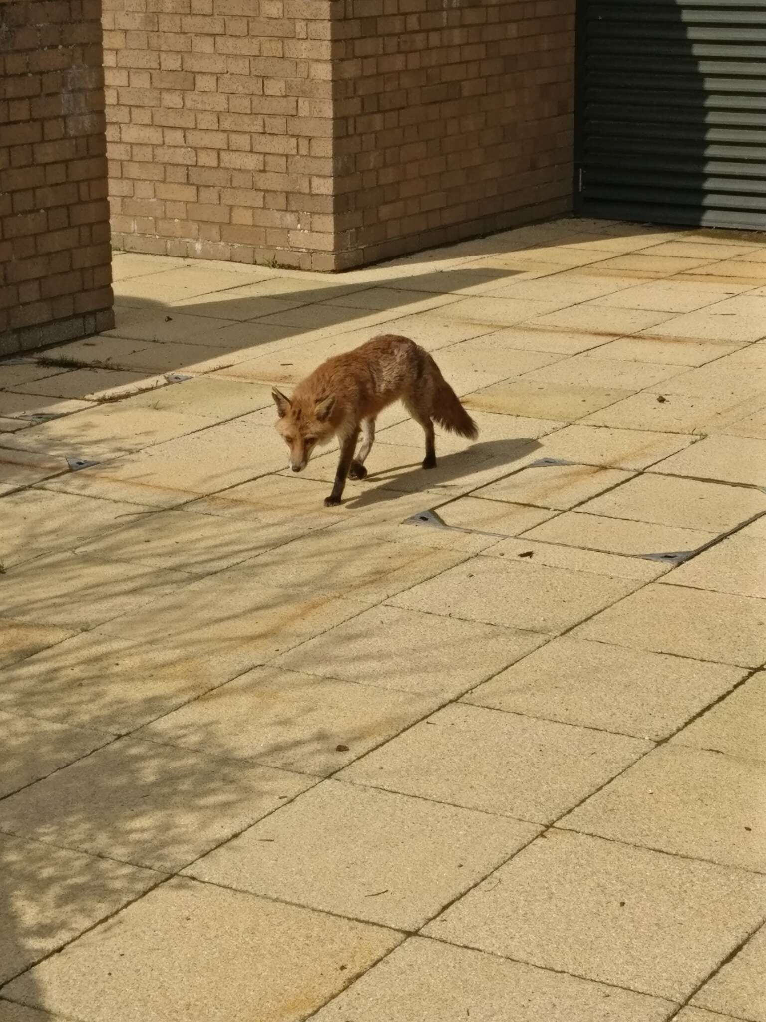 Слика од Vulpes vulpes crucigera (Bechstein 1789)