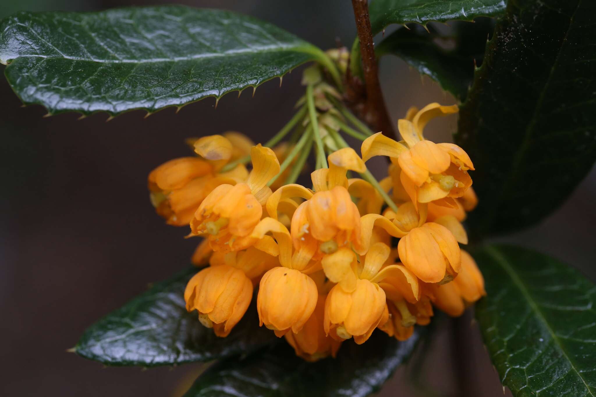 Image of Berberis pseudoilicifolia Skottsb.