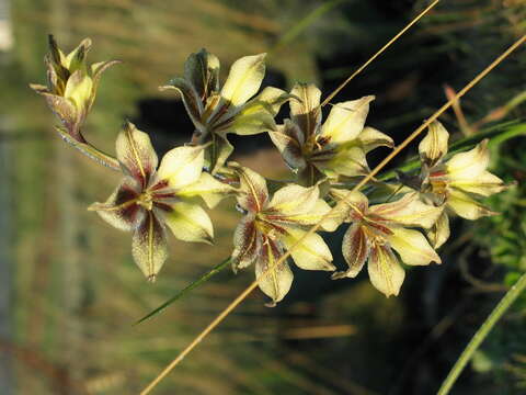 Imagem de Gladiolus longicollis subsp. longicollis