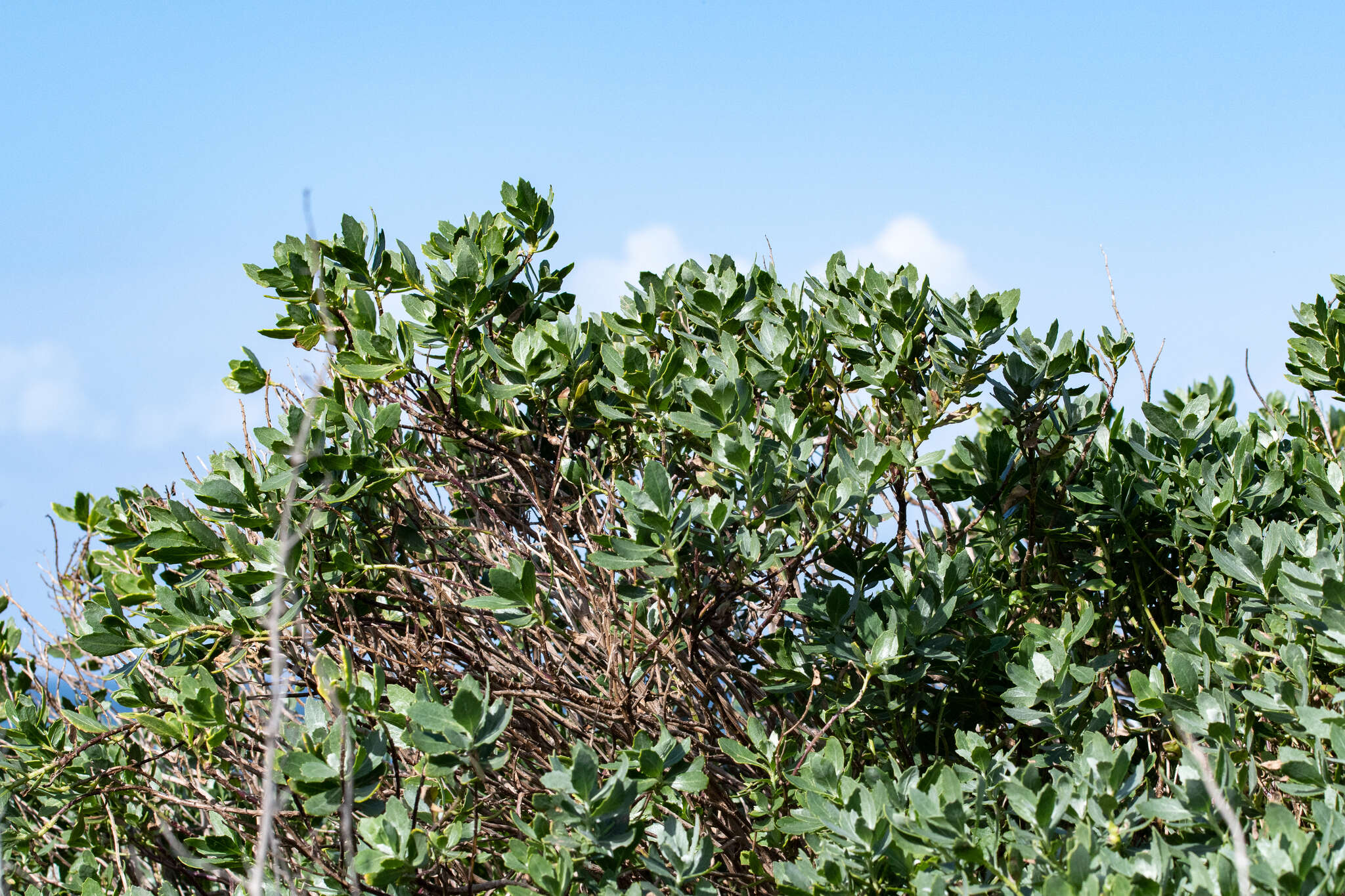 Imagem de Senecio halimifolius L.