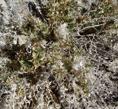 Image of hollyleaf bur ragweed