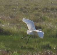 Image of Ardea alba melanorhynchos Wagler 1827