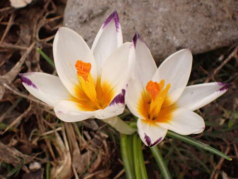 Image of Sieber's crocus