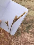 Image of sand bluestem