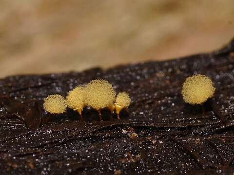 Image of Hemitrichia calyculata