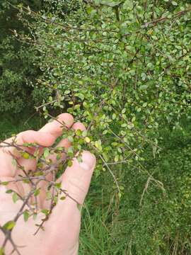 Imagem de Coprosma pedicellata Molly, P. J. Lange & B. D. Clarkson