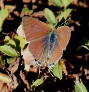 Imagem de Hypolycaena philippus philippus