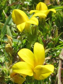 Image of Monopsis lutea (L.) Urb.