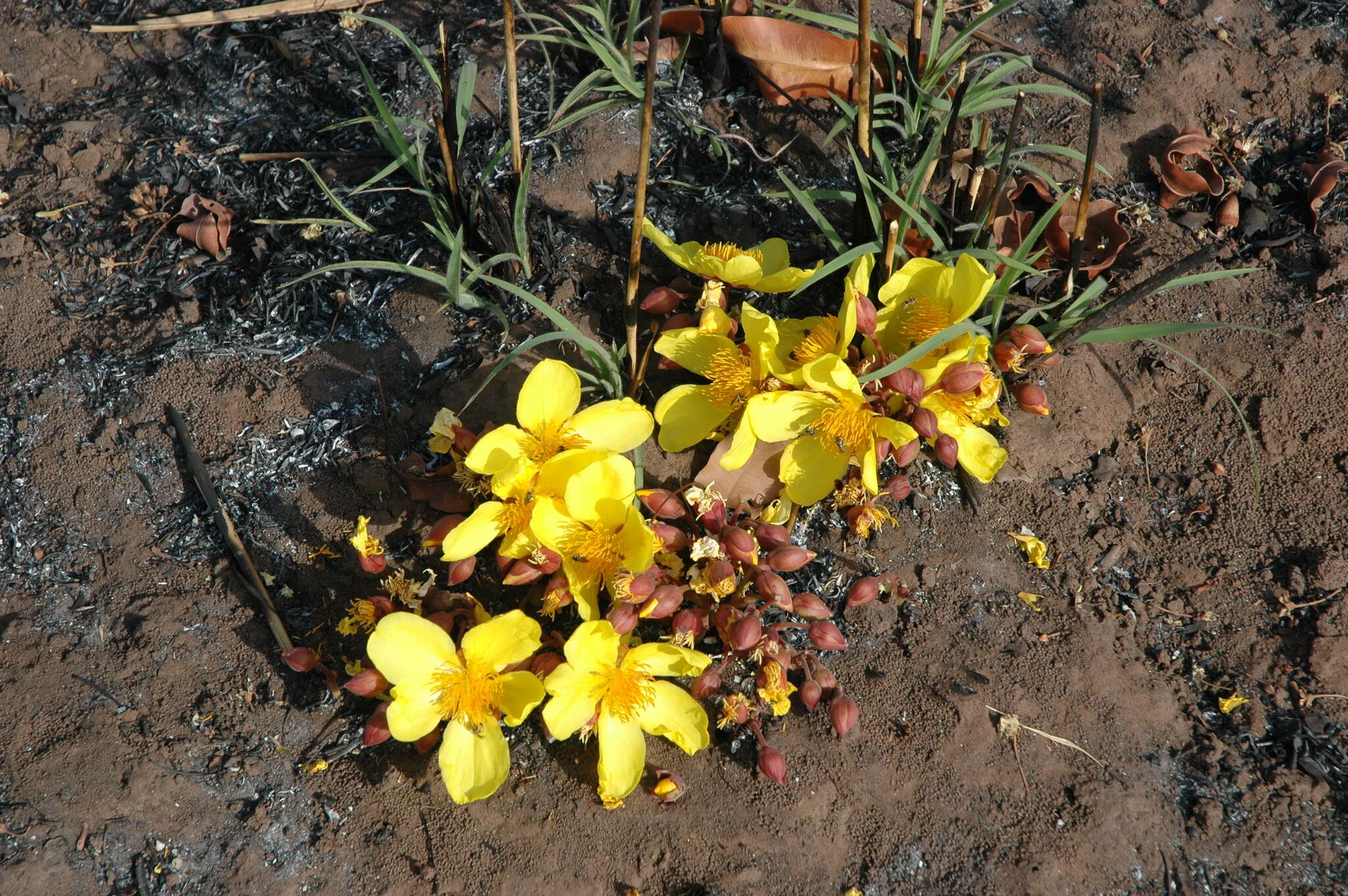 Image of Cochlospermum tinctorium Perr. ex A. Rich.