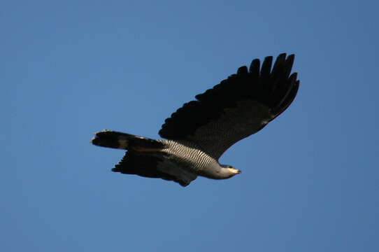 Image of Madagascan Harrier-Hawk