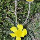 صورة Ranunculus cherubicus subsp. girelai Fern. Prieto, Molero Mesa, Muñoz Díaz & Sanna