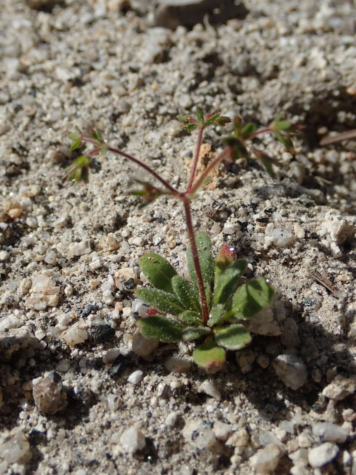 Image of chickweed oxytheca