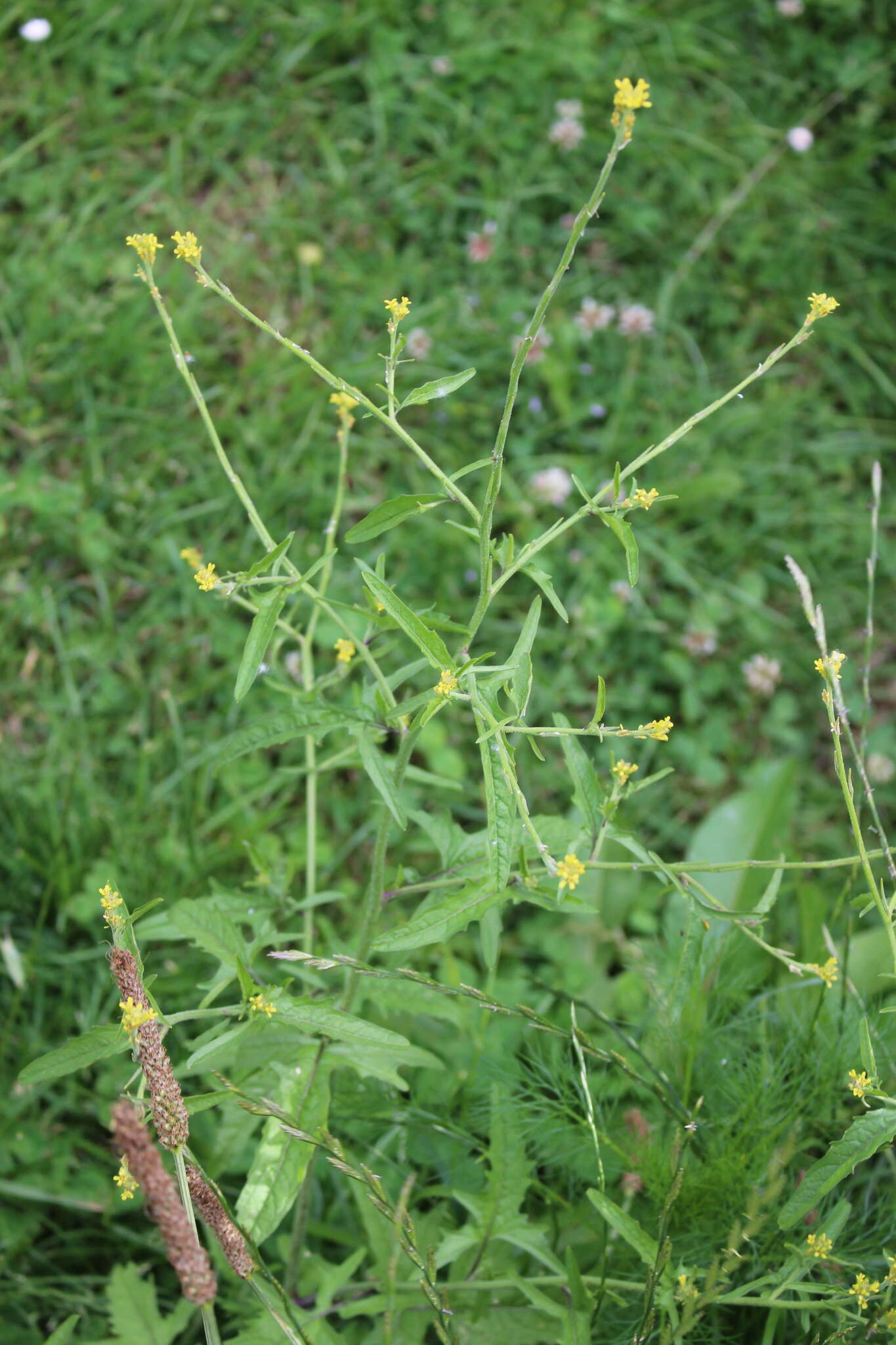 Imagem de Sisymbrium officinale (L.) Scop.