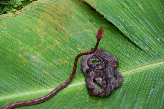 Leptodeira ornata (Bocourt 1884)的圖片