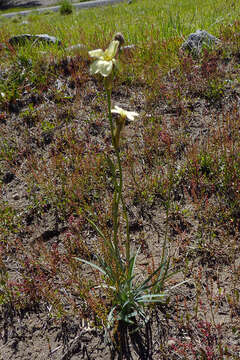 Image of Sisyrinchium arenarium Poepp.