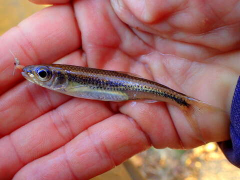 Imagem de Notropis scepticus (Jordan & Gilbert 1883)