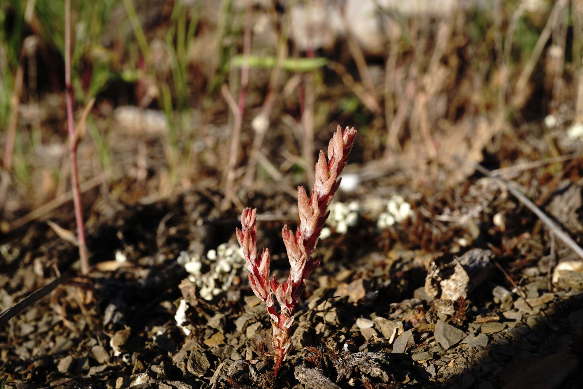 Image de Sedum aetnense Tineo