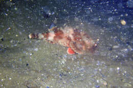 Image of California Scorpionfish