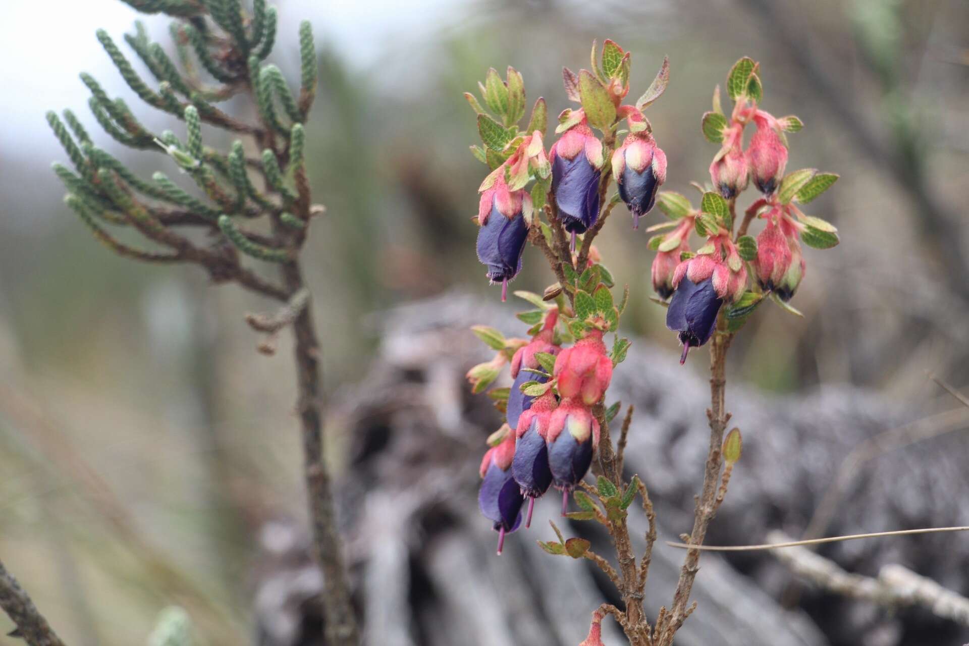 Image de Brachyotum strigosum (L. fil.) Triana