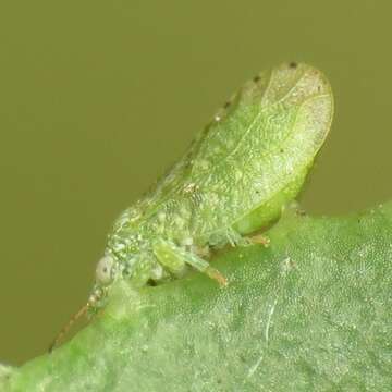 Image of Nyctiphalerus rugipennis (Crawford 1914)