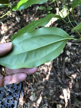 Image of Ripogonum album R. Br.