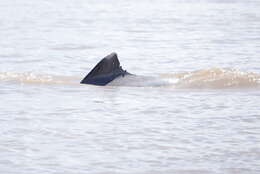 Image of Amazon River Dolphin