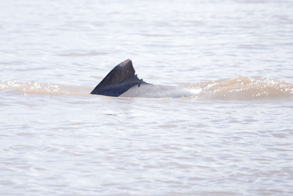 Image of Amazon River Dolphin