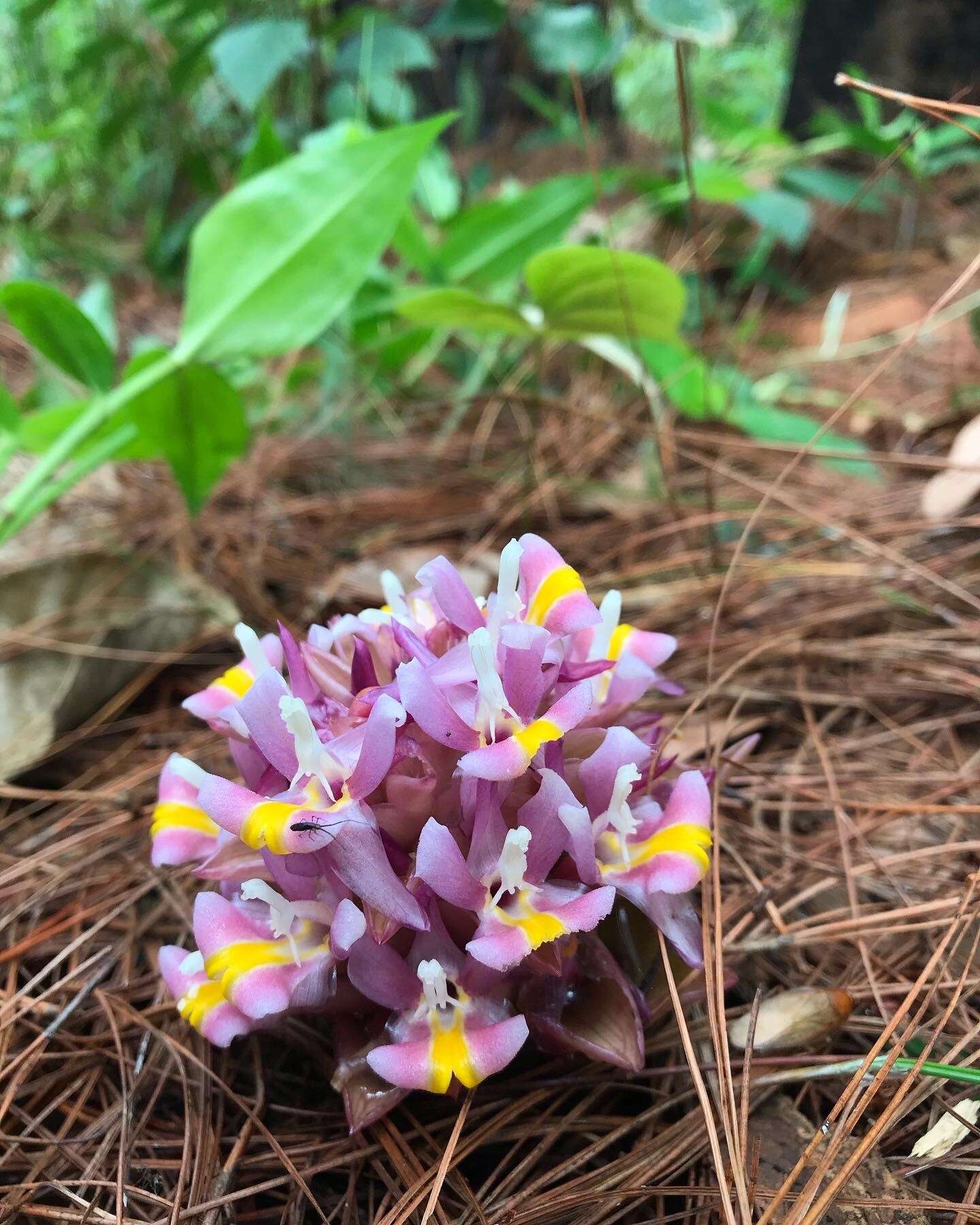 Image of Curcuma ecomata Craib