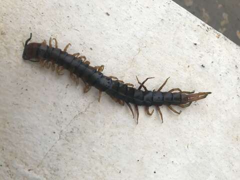 Image of Florida Keys Centipede