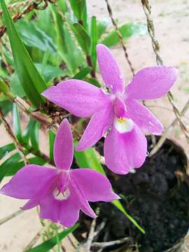 Image of Dimerandra emarginata (G. Mey.) Hoehne