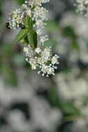 Plancia ëd Ceanothus martinii M. E. Jones