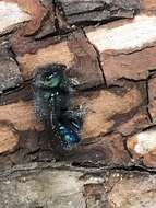 صورة Osmia ribifloris Cockerell 1900