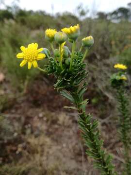 Image de Euryops algoensis DC.