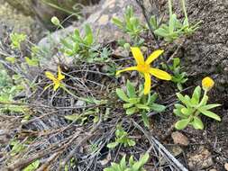 Image de Othonna arborescens L.