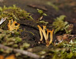 Image of Calocera sinensis McNabb 1965