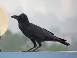 Image of <i>Corvus macrorhynchos culminatus</i>