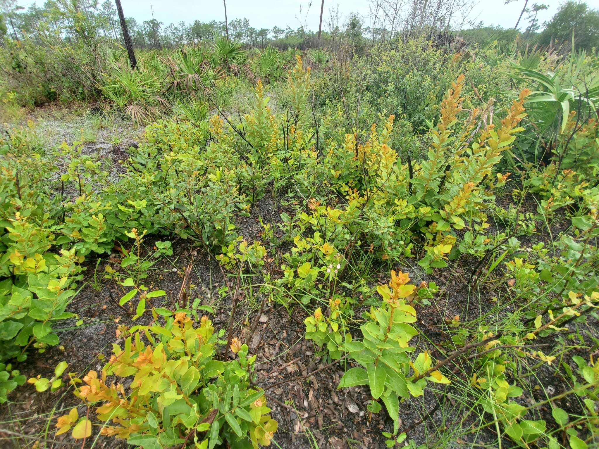 Image of Florida milkweed