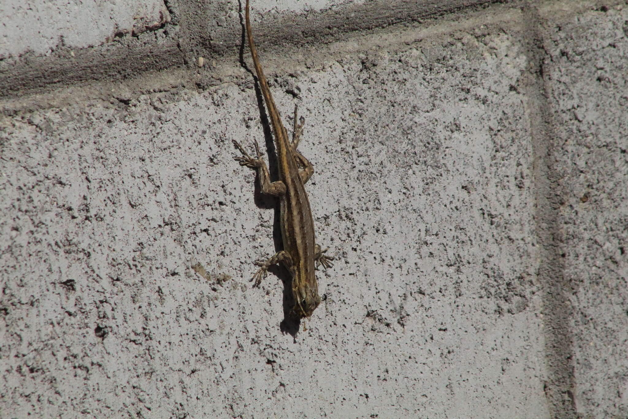 Image of Bell's spiny lizard