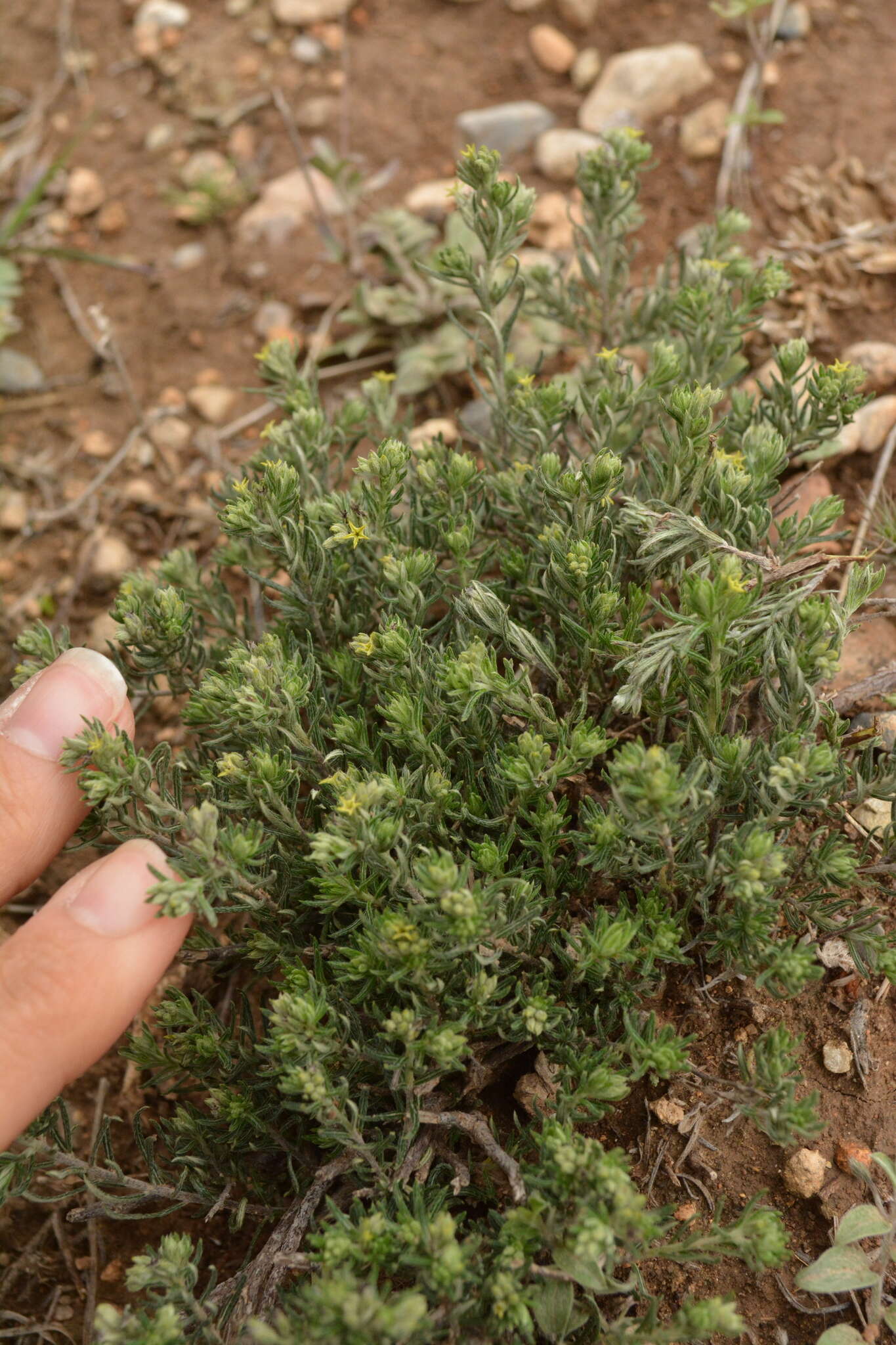 Image of slimleaf heliotrope