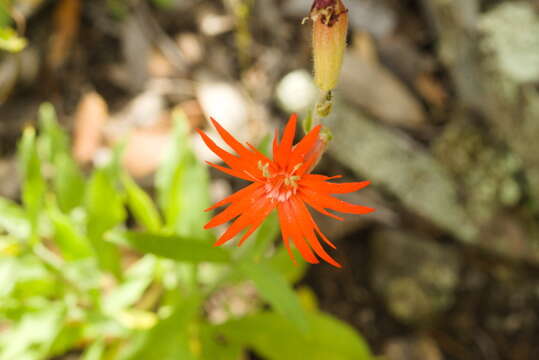 Image de Silene laciniata subsp. greggii (Gray) C. L. Hitchc. & Maguire