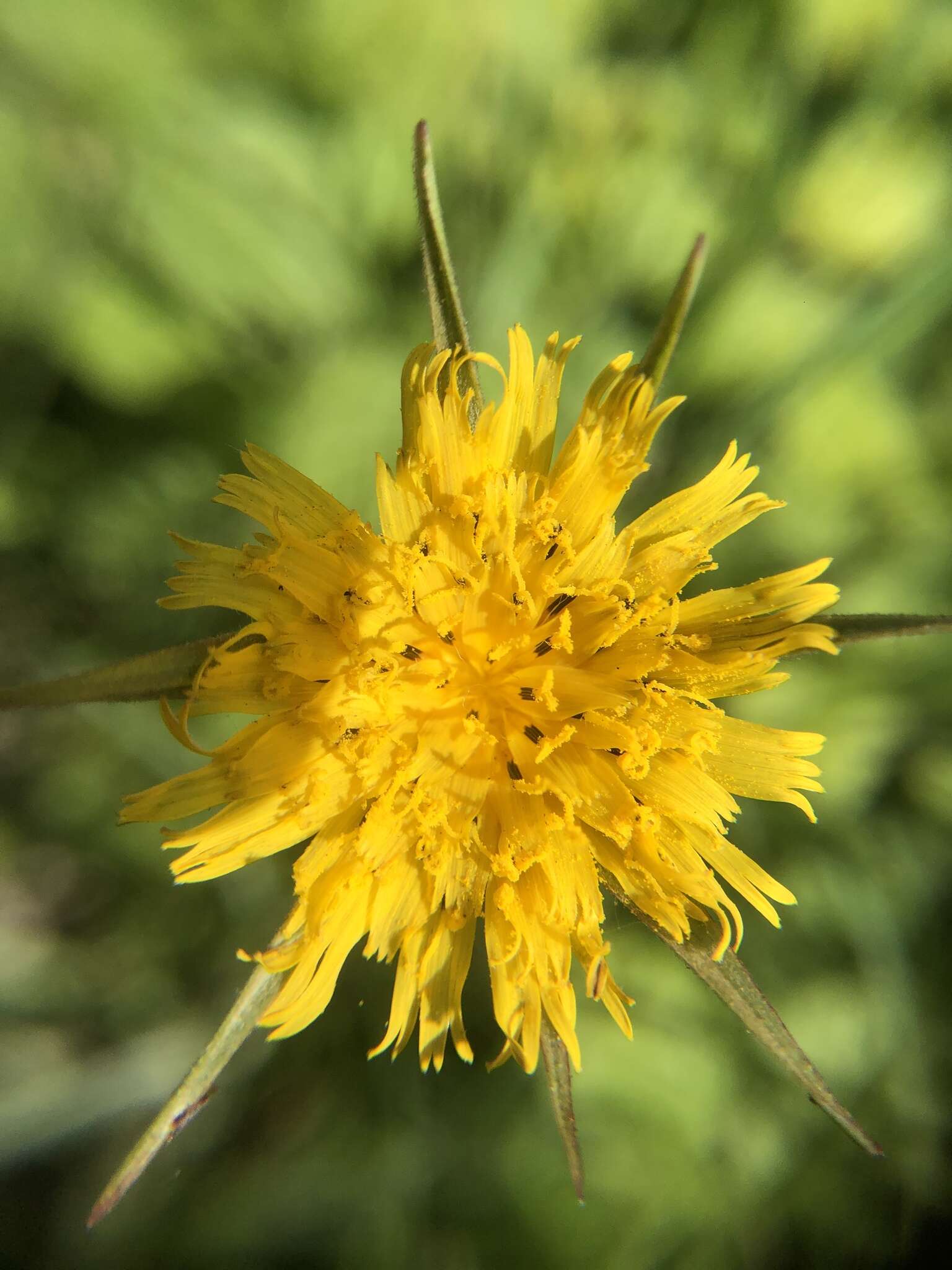 Image de Tragopogon minor Mill.