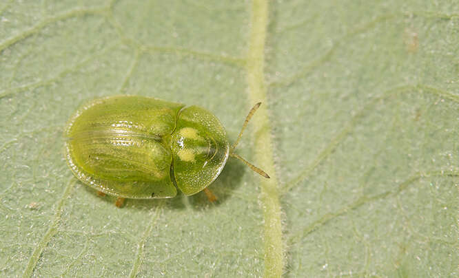 Слика од Cassida (Cassida) sanguinolenta Müller 1776